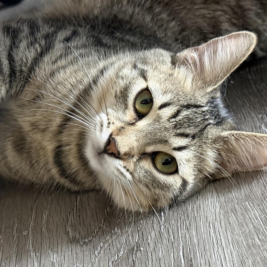 Sebastian, Adoptable, Young Male Domestic Short Hair.