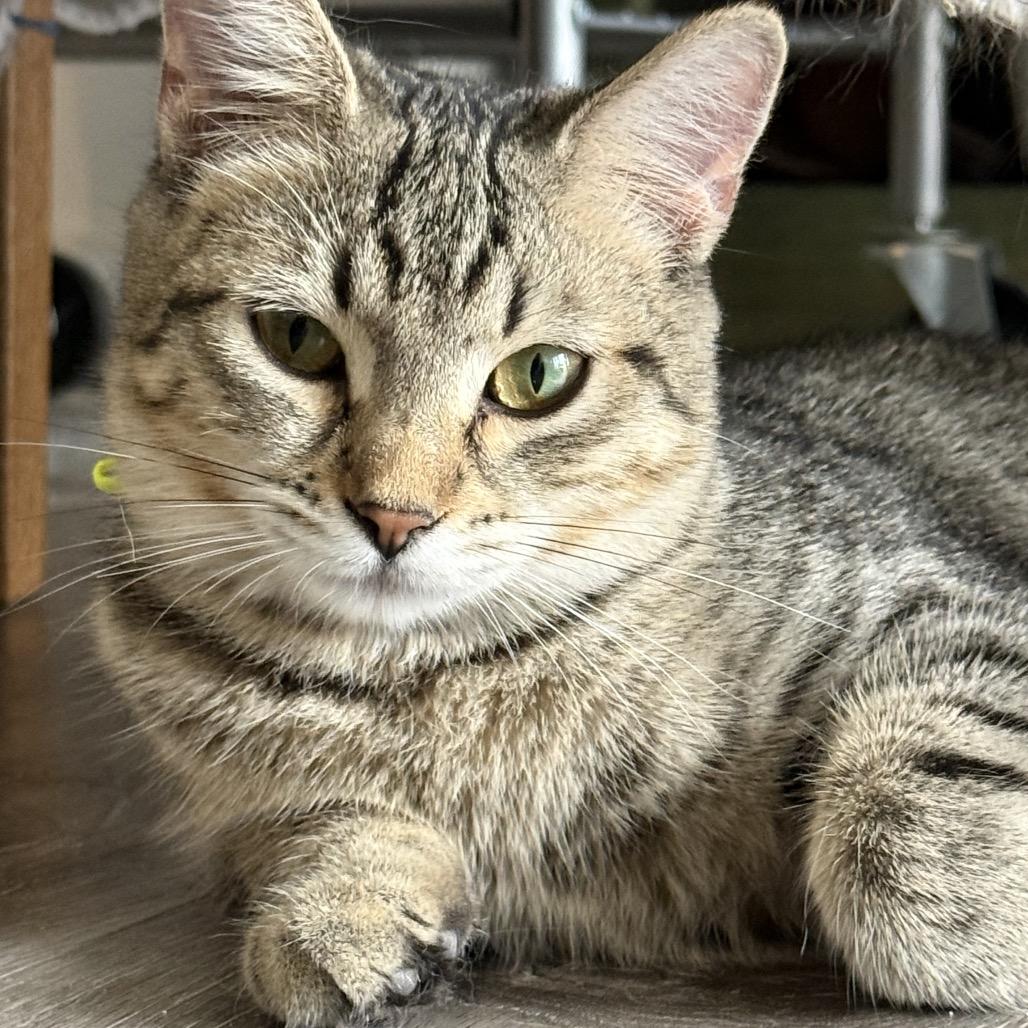 Enlarge Sebastian, a Adoptable Domestic Short Hair in Spokane, WA image 2/3