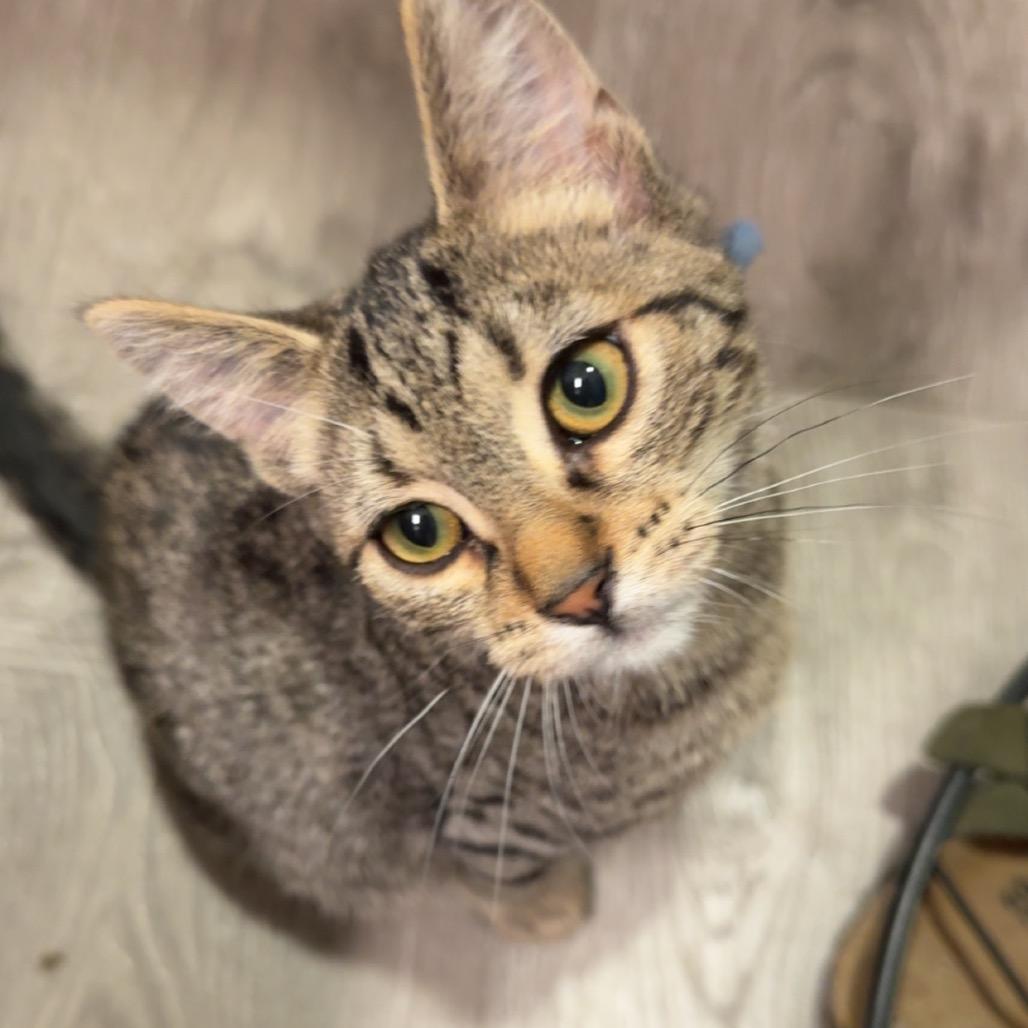 Sebastian, Adoptable, Kitten Male Domestic Short Hair.