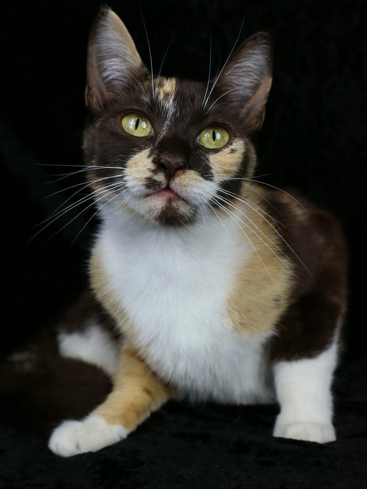 Praline, a Adoptable Calico in Lewisburg, TN image 1/3