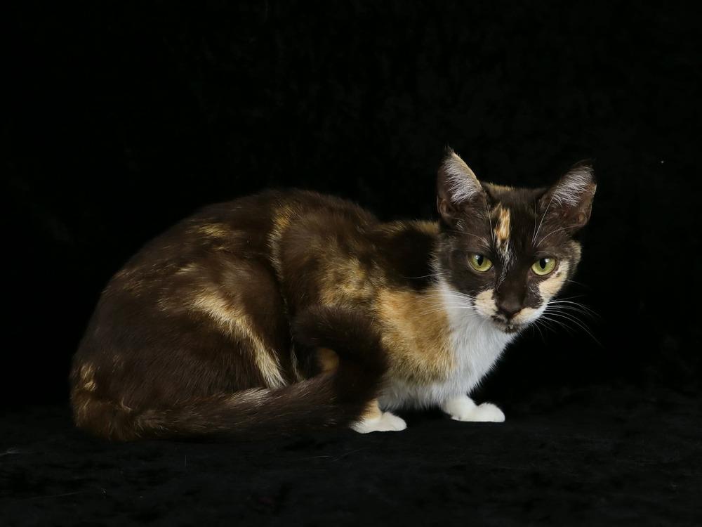 Praline, a Adoptable Calico in Lewisburg, TN image 2/3