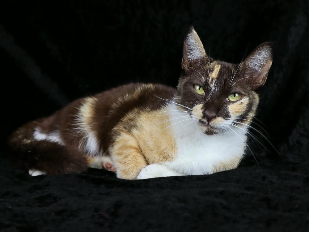 Praline, a Adoptable Calico in Lewisburg, TN image 3/3