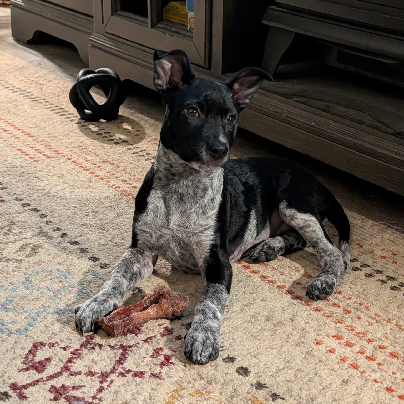 Enlarge Bleu (female puppy), a Adoptable mixed breed in Plano, TX image 1/3