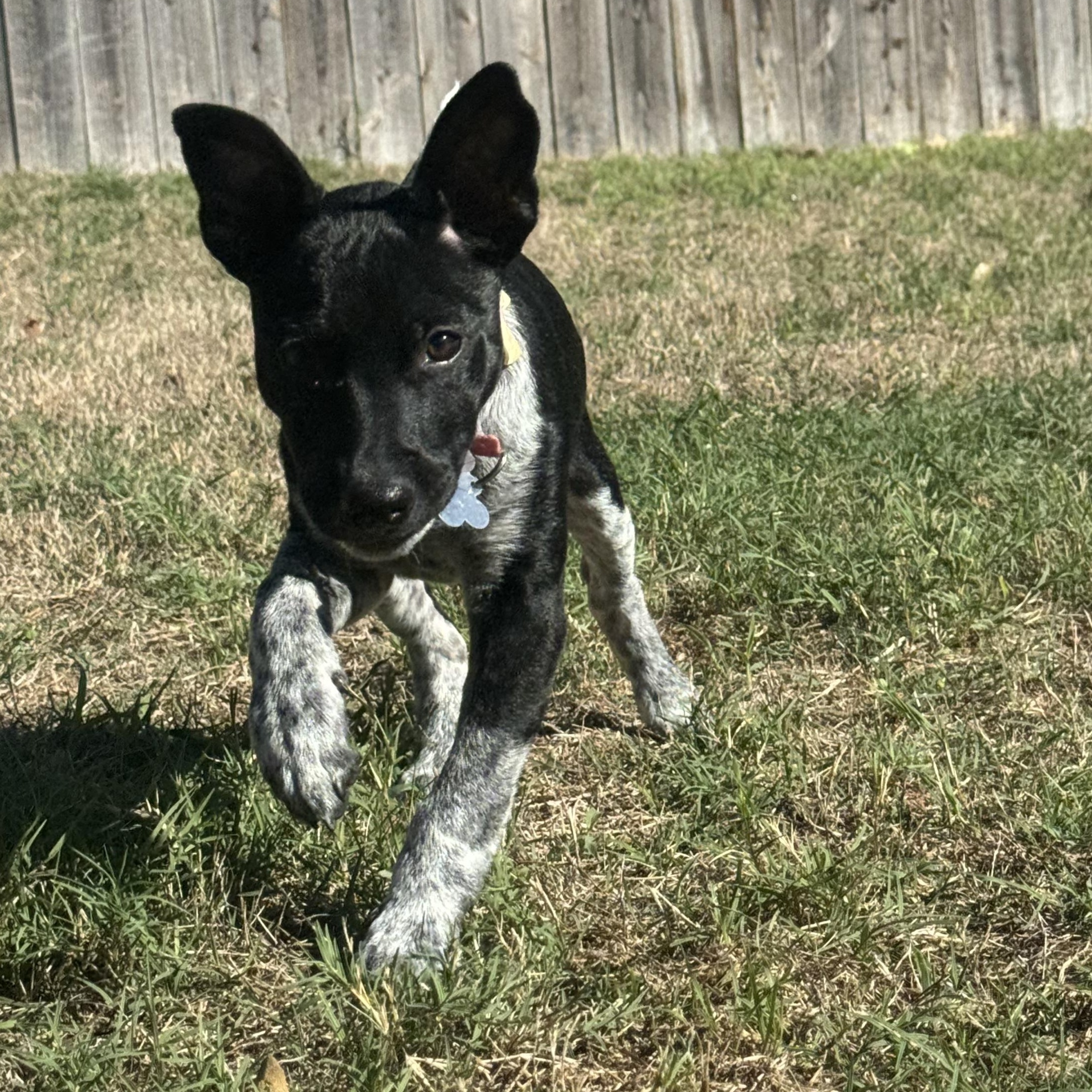 Enlarge Bleu (female puppy), a Adoptable mixed breed in Plano, TX image 2/3