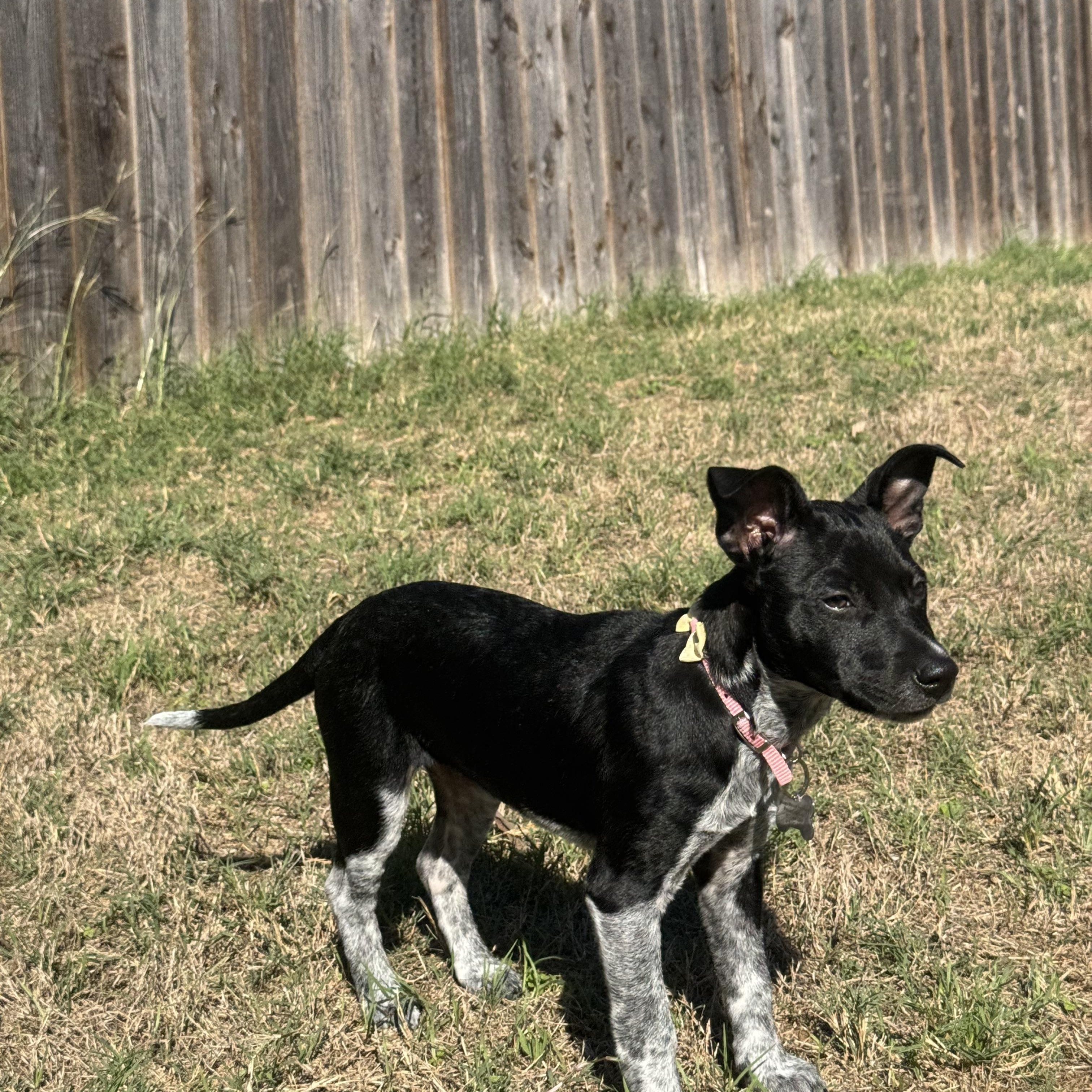 Enlarge Bleu (female puppy), a Adoptable mixed breed in Plano, TX image 3/3