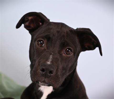 WILLOW, Adoptable, Puppy Female Pit Bull Terrier & Mixed Breed.