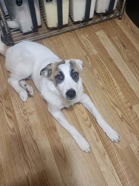 Roman, a ADOPTABLE mixed breed in Wichita Falls, TX image 3/4