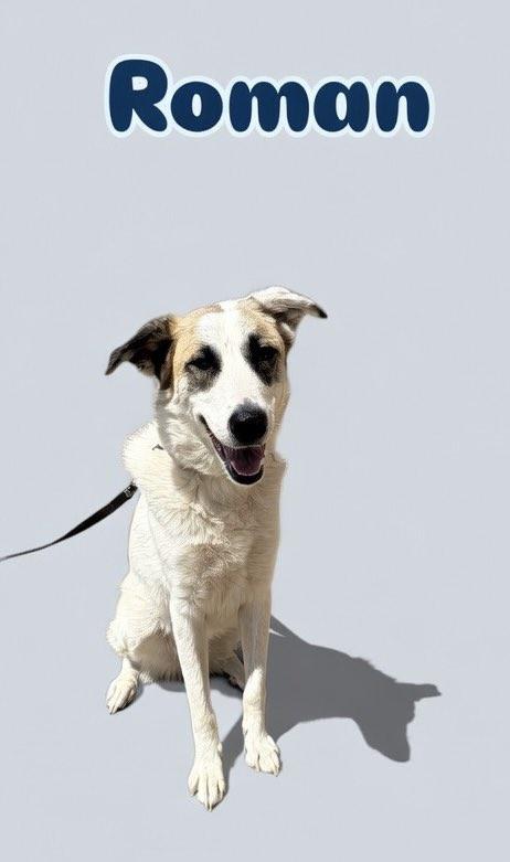 Roman, ADOPTABLE, Adult Male Great Pyrenees.