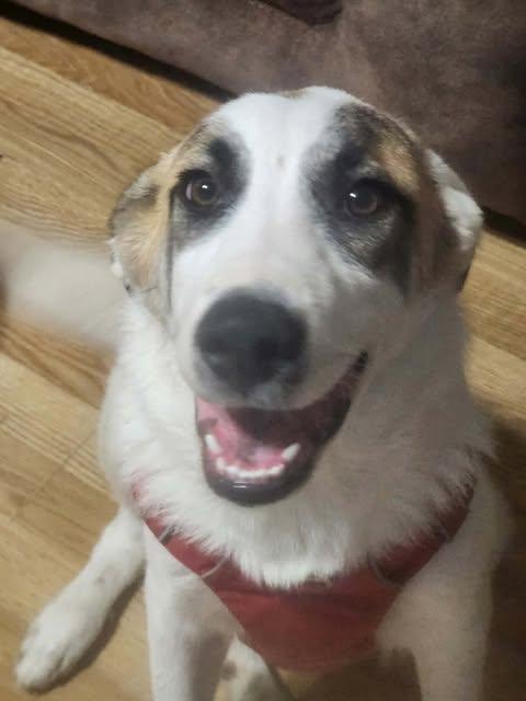 Roman, a ADOPTABLE mixed breed in Wichita Falls, TX image 4/4