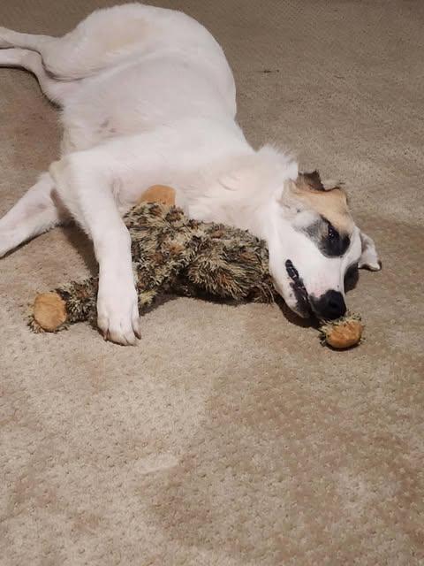 Roman, a ADOPTABLE mixed breed in Wichita Falls, TX image 2/4