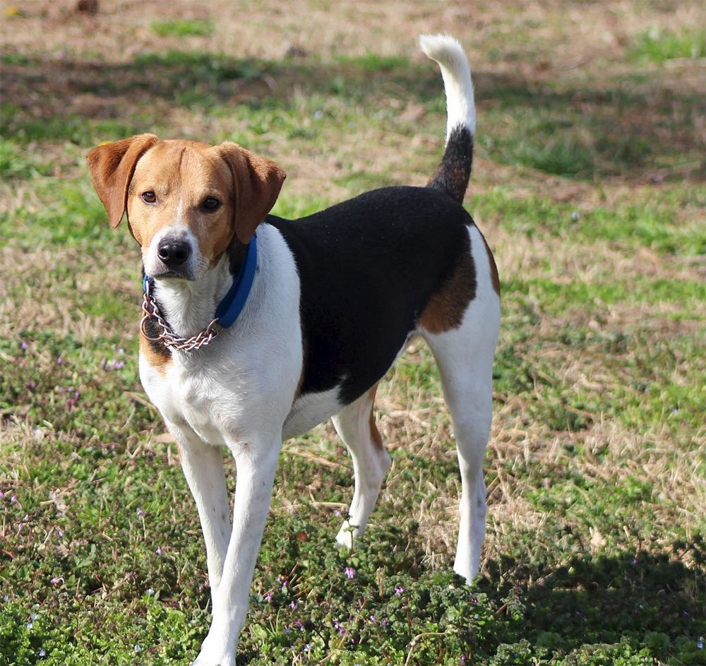 Milo, Adoptable, Adult Male Hound.