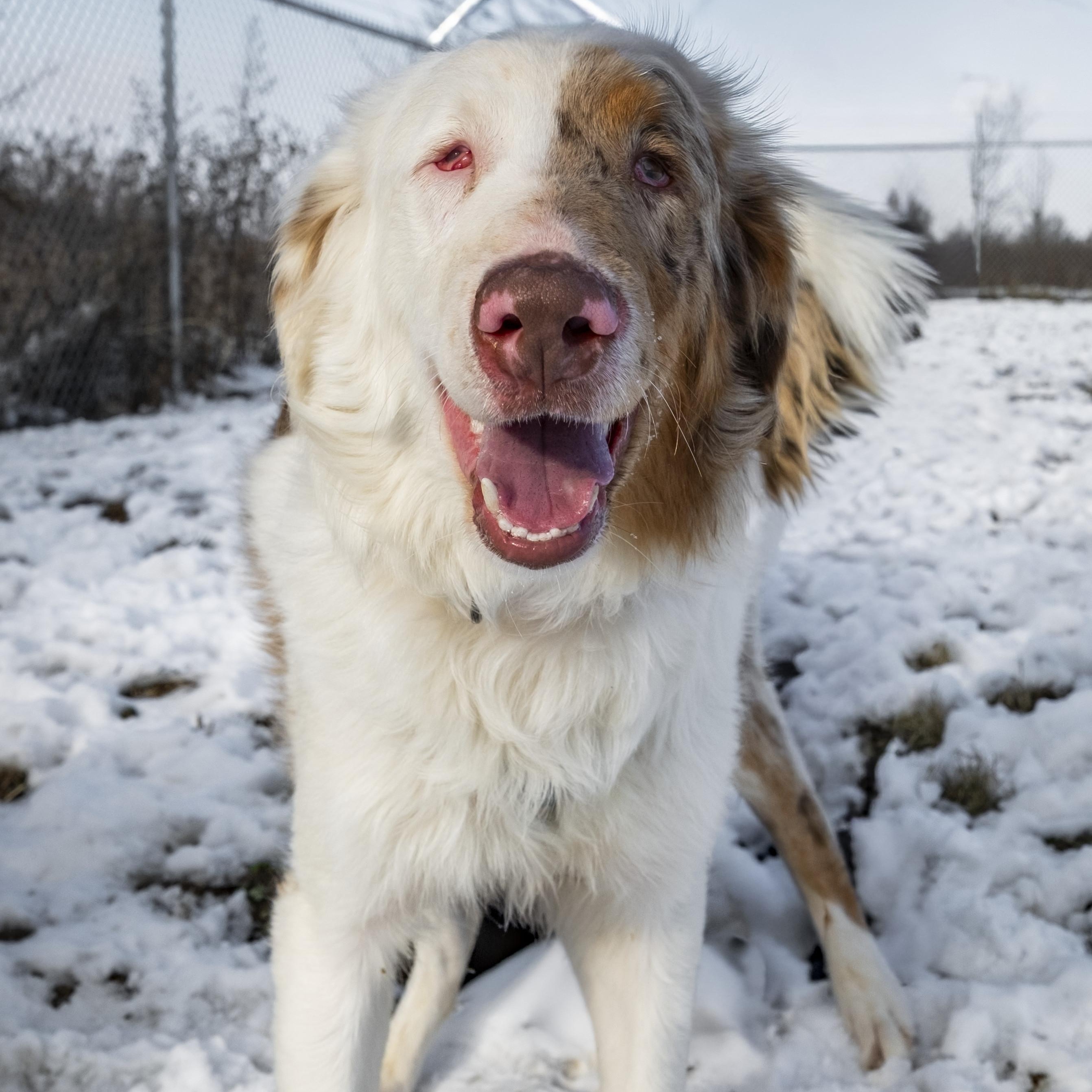 Tommy Tutone , ADOPTABLE, Young Male Australian Shepherd.