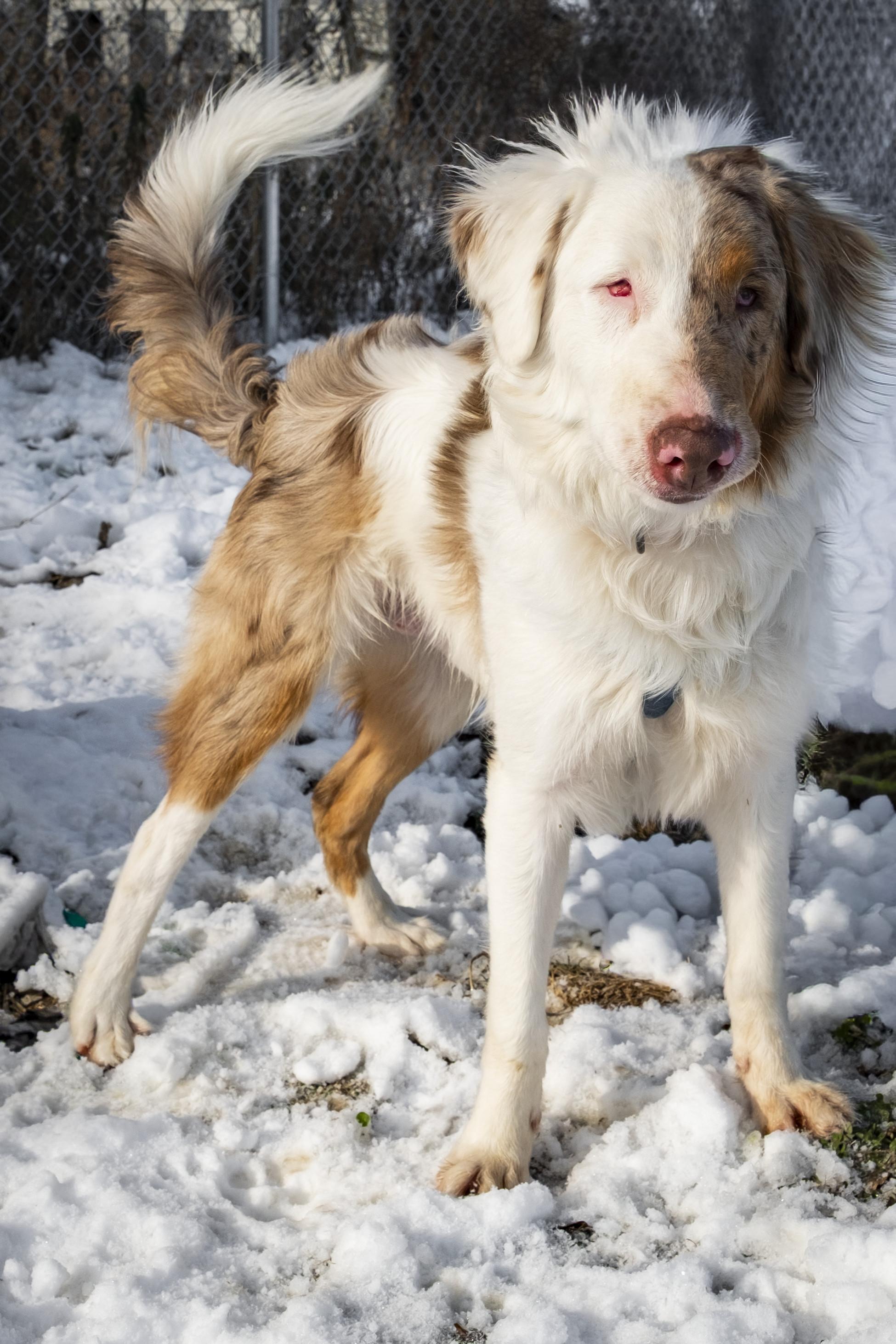 Enlarge Tommy Tutone , a ADOPTABLE Australian Shepherd in Muncie, IN image 2/2