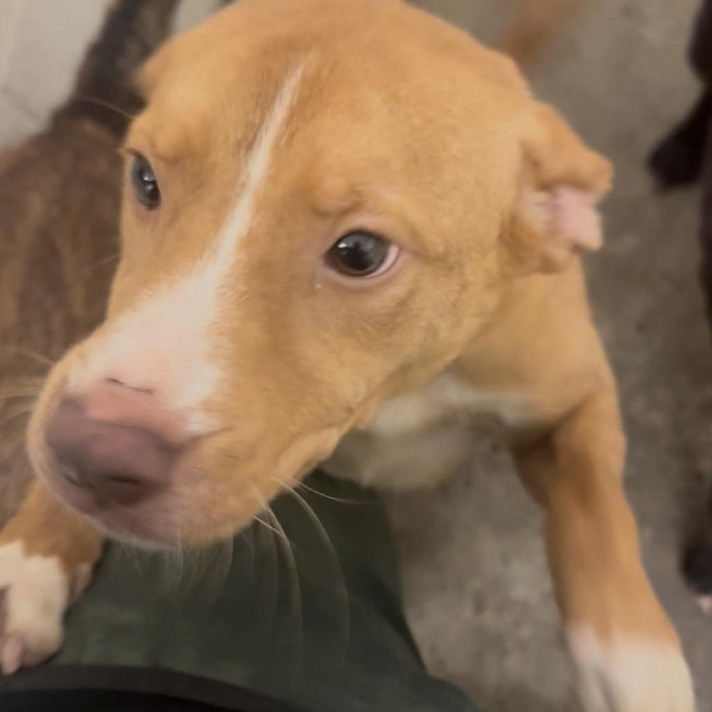 Enlarge Dakota, a Adoptable mixed breed in Dillon, SC image 1/1