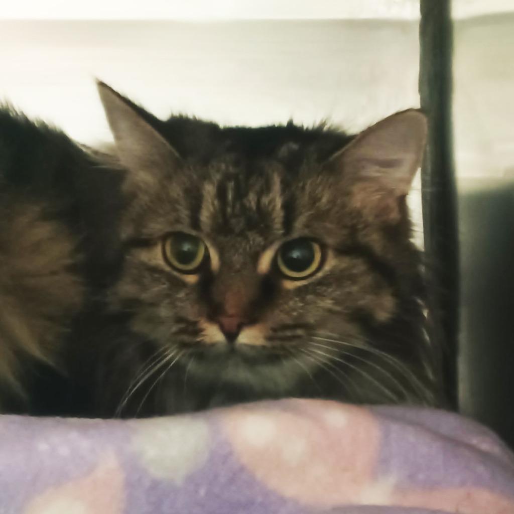 Heidi, Adoptable, Young Female Domestic Short Hair.