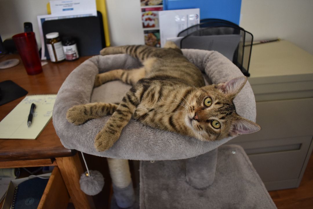 Lacy James, Adopted, Young Female Tiger.