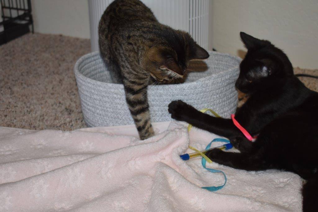 Enlarge Lacy James, a Adopted mixed breed in Eagle Point, OR image 2/3