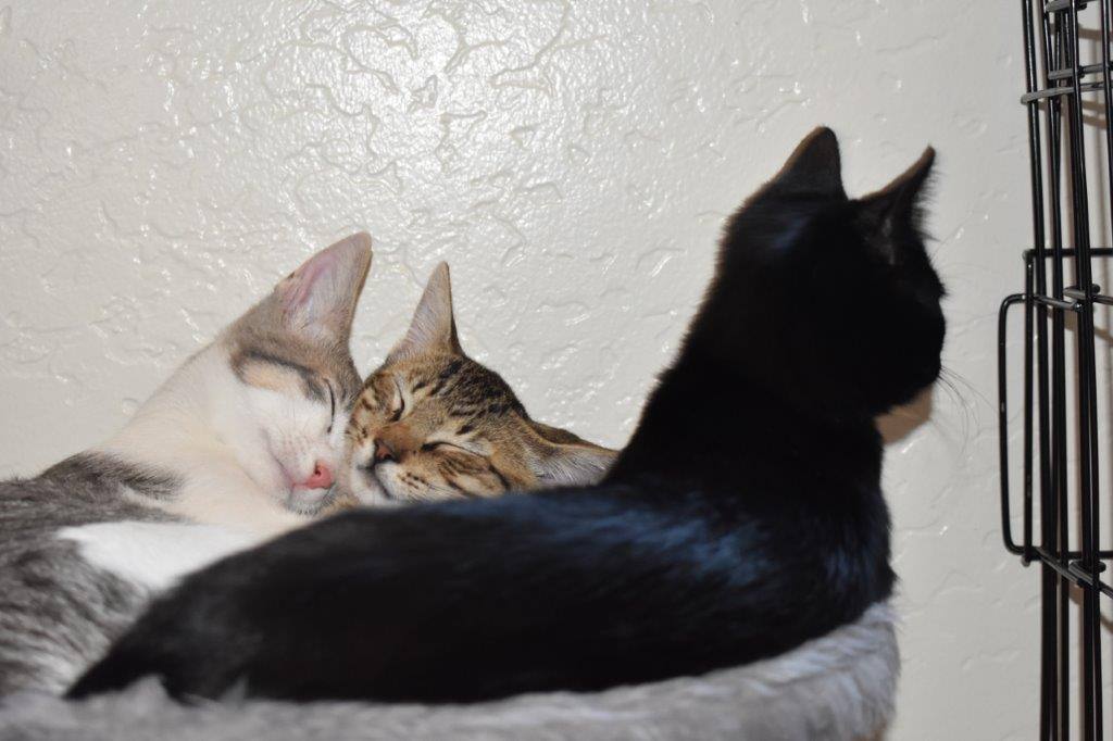 Enlarge Lacy James, a Adopted mixed breed in Eagle Point, OR image 3/3