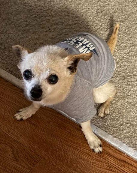 Enlarge Little, a Adoptable Chihuahua in San Diego, CA image 1/3