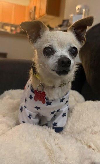 Enlarge Little, a Adoptable Chihuahua in San Diego, CA image 2/3