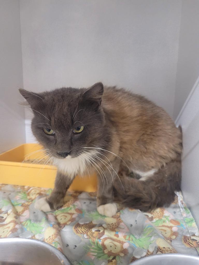 Bolt, Adoptable, Young Male Domestic Long Hair.