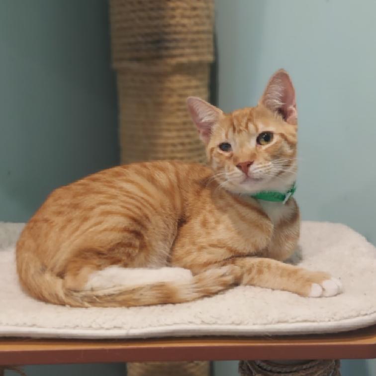 Enlarge Trix, a Adoptable Domestic Short Hair in Aiea, HI image 3/3