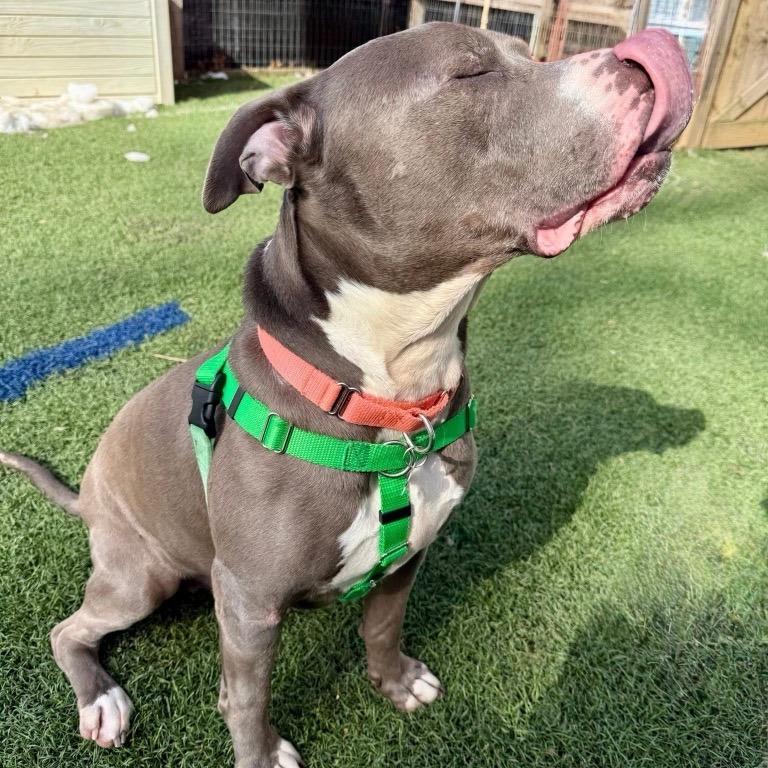 Trunk, Adoptable, Senior Male Pit Bull Terrier.