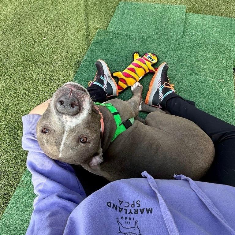 Enlarge Trunk, a Adoptable Pit Bull Terrier in Baltimore, MD image 2/6