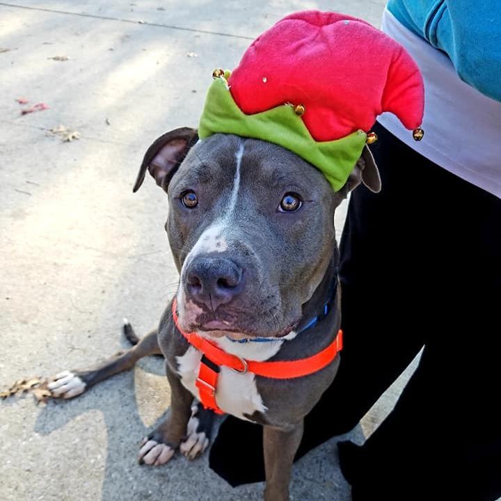 Enlarge Trunk, a Adoptable Pit Bull Terrier in Baltimore, MD image 4/6