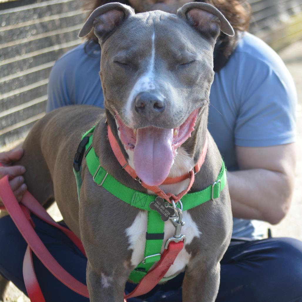 Enlarge Trunk, a Adoptable Pit Bull Terrier in Baltimore, MD image 4/6