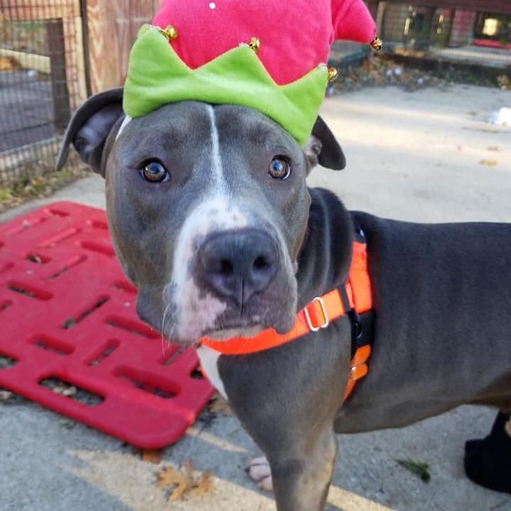 Enlarge Trunk, a Adoptable Pit Bull Terrier in Baltimore, MD image 5/6