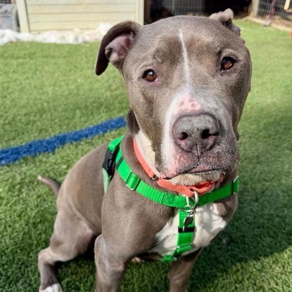 Enlarge Trunk, a Adoptable Pit Bull Terrier in Baltimore, MD image 6/6
