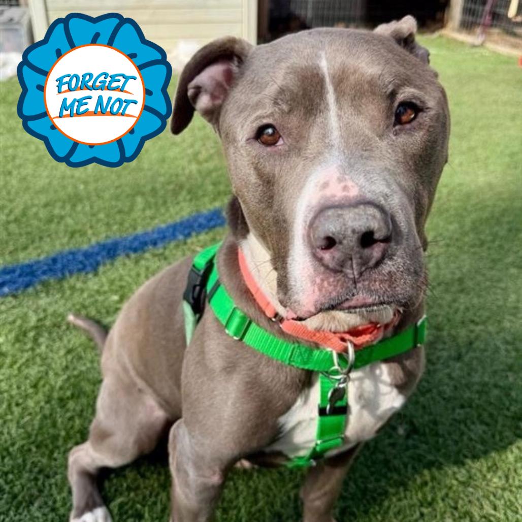 Enlarge Trunk, a Adoptable Pit Bull Terrier in Baltimore, MD image 6/6