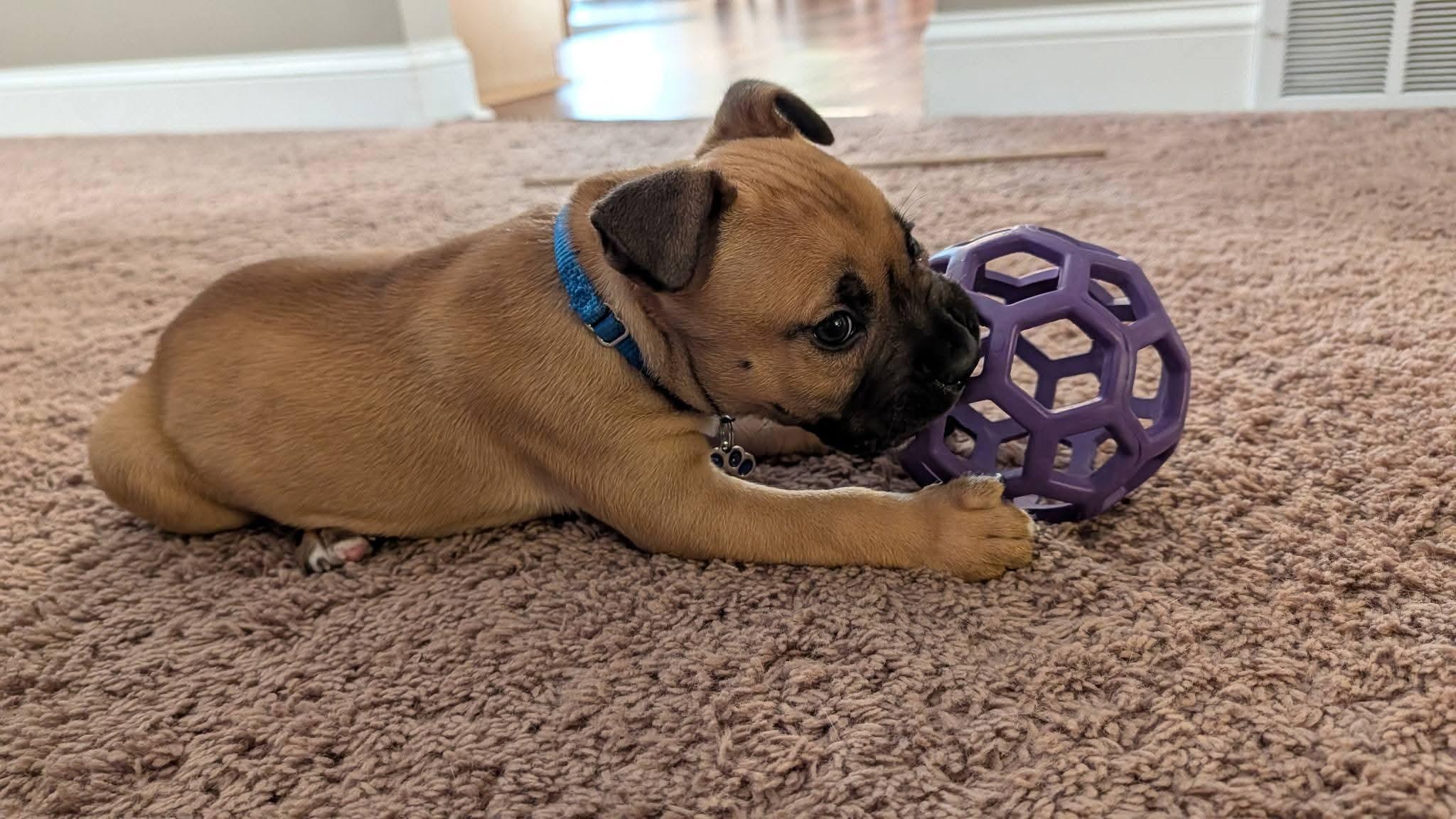 Enlarge Carson, a ADOPTABLE mixed breed in Grafton, OH image 2/3