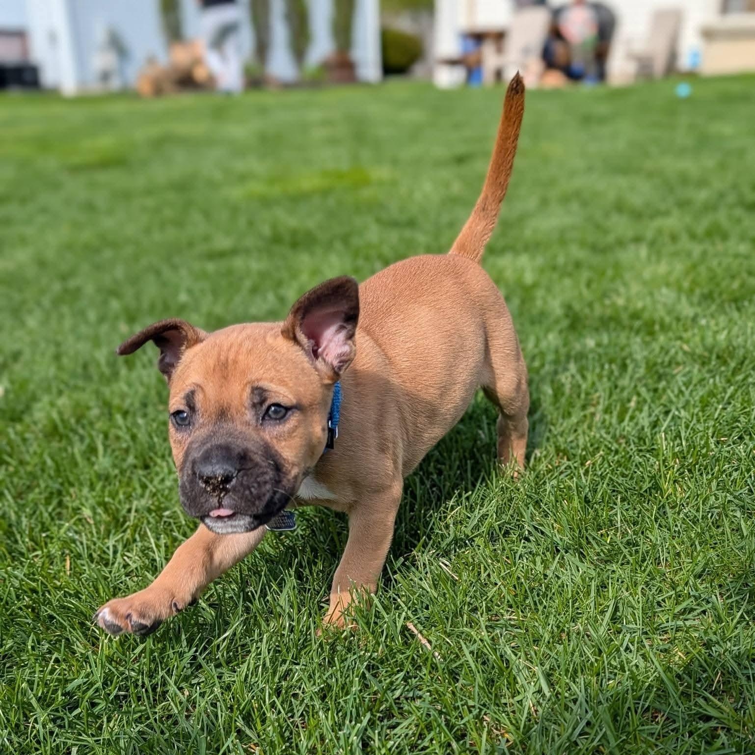 Carson, ADOPTABLE, Puppy Male Bulldog.