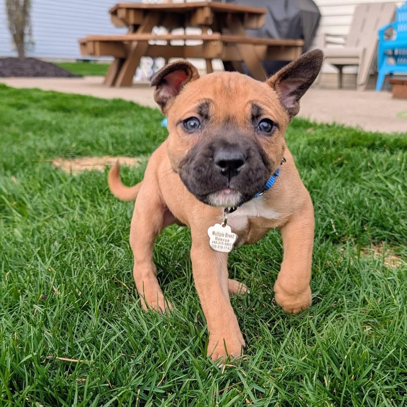 Enlarge Carson, a ADOPTABLE mixed breed in Grafton, OH image 3/3