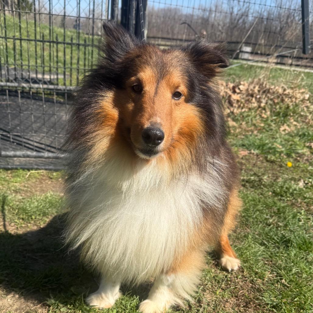 Enlarge Pete, an adopted Shetland Sheepdog / Sheltie in Zionsville, IN image 1/1