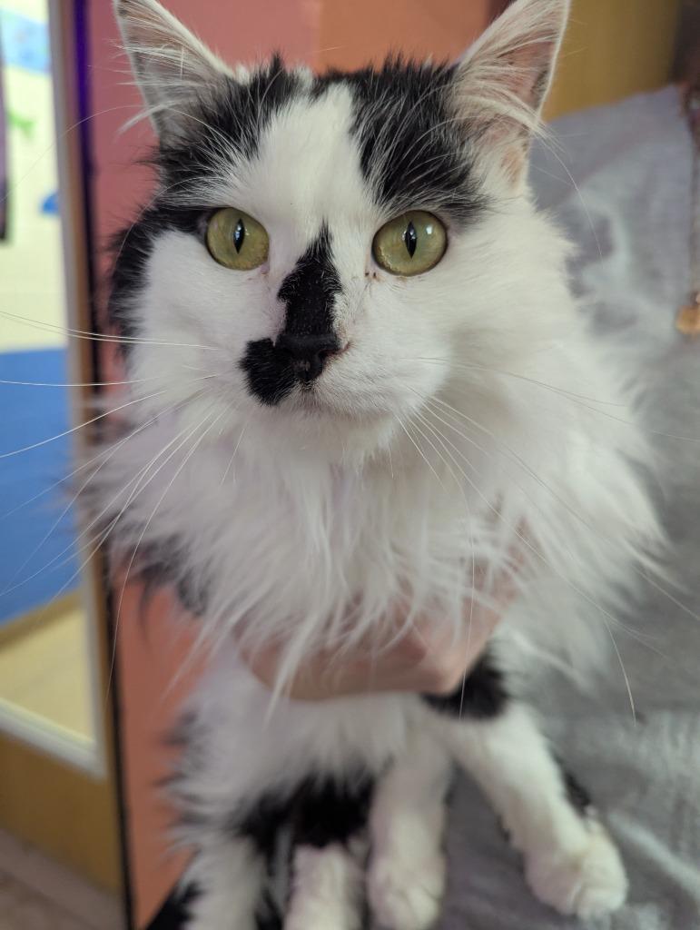 Enlarge Doja, a Adopted mixed breed in Logan, UT image 1/1