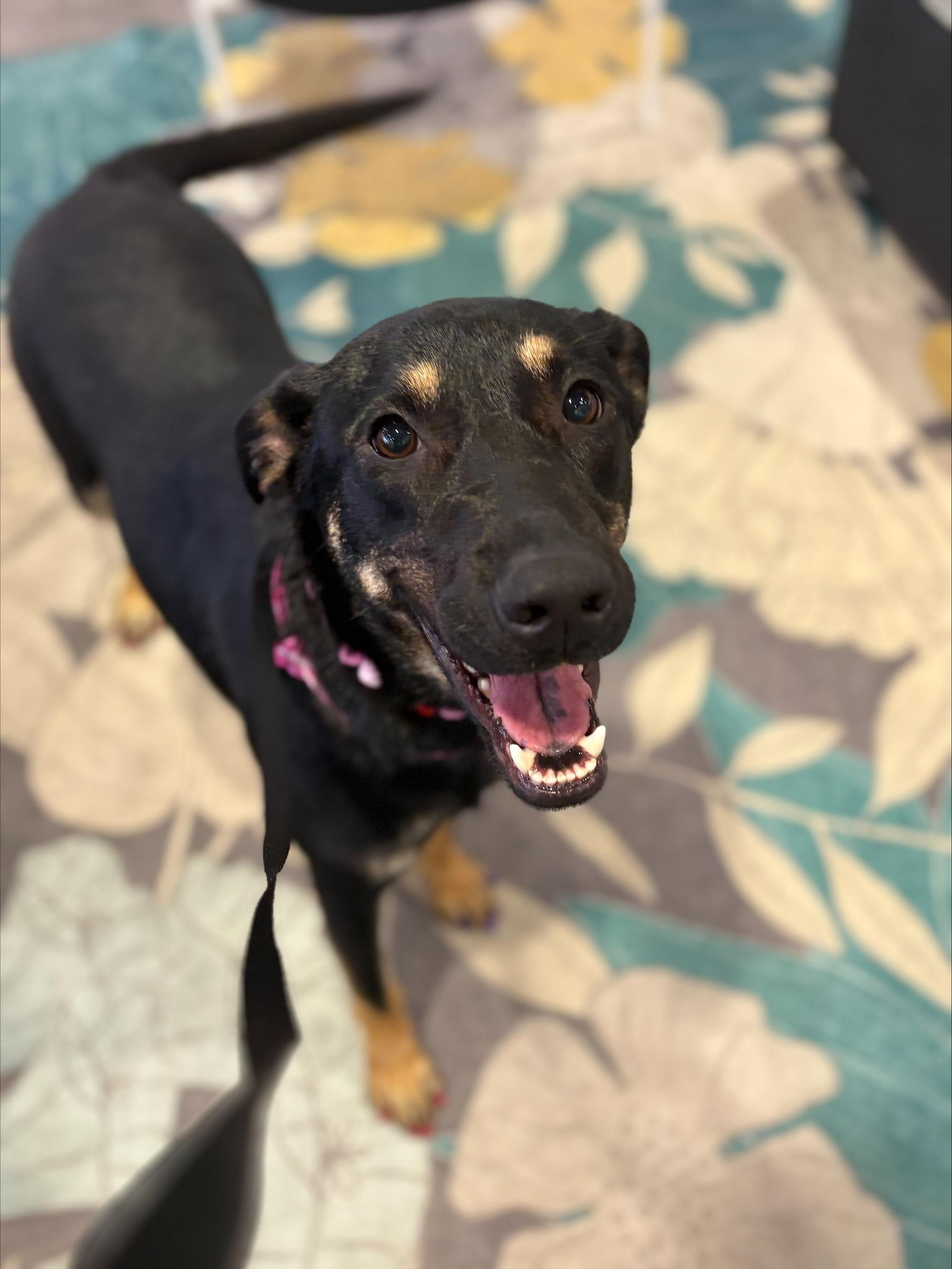 Twinkle Star, Adoptable, Young Female German Shepherd Dog & Black and Tan Coonhound.