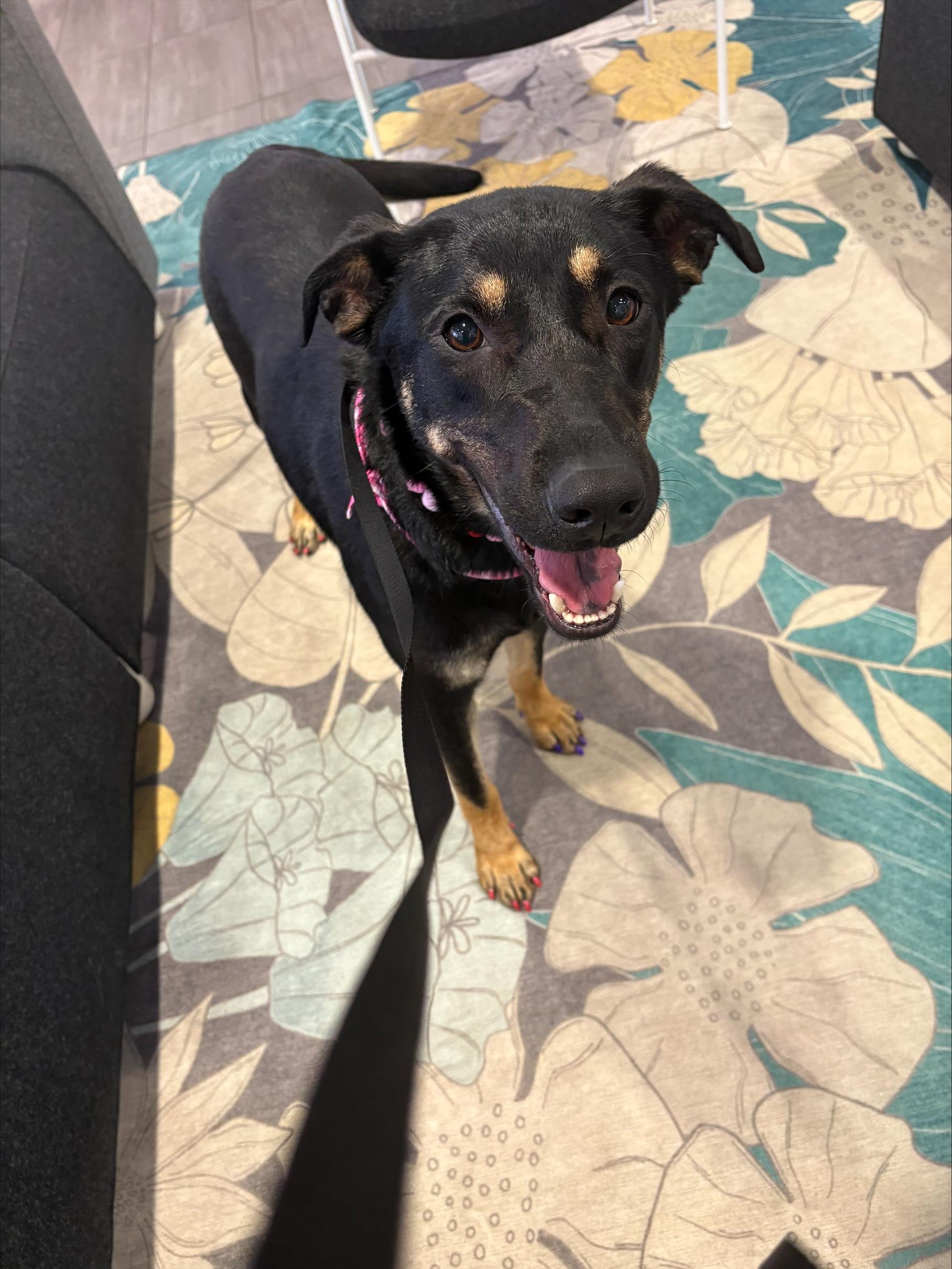 Enlarge Twinkle Star, a Adoptable mixed breed in Fort Worth, TX image 2/3