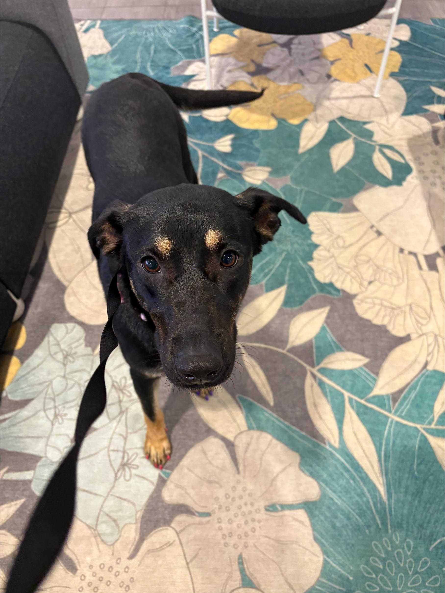 Enlarge Twinkle Star, a Adoptable mixed breed in Fort Worth, TX image 3/3