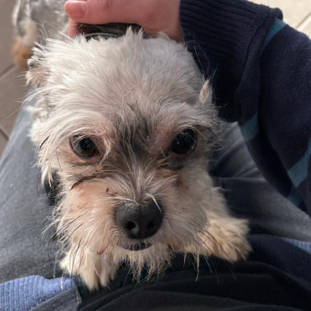 Coco Puffs thumbnail 2