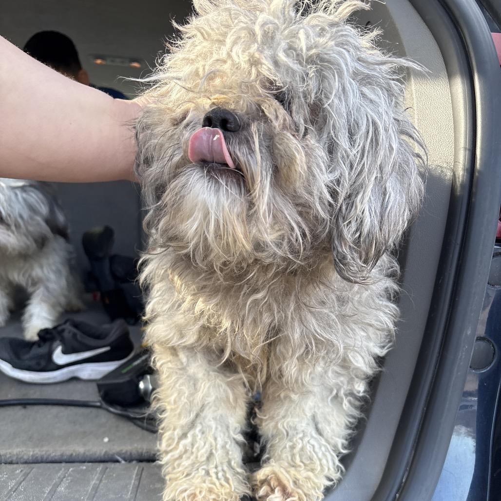 Coco Puffs thumbnail 4