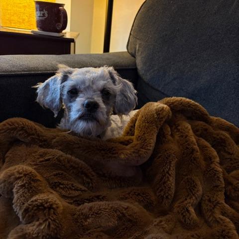 Coco Puffs thumbnail 6