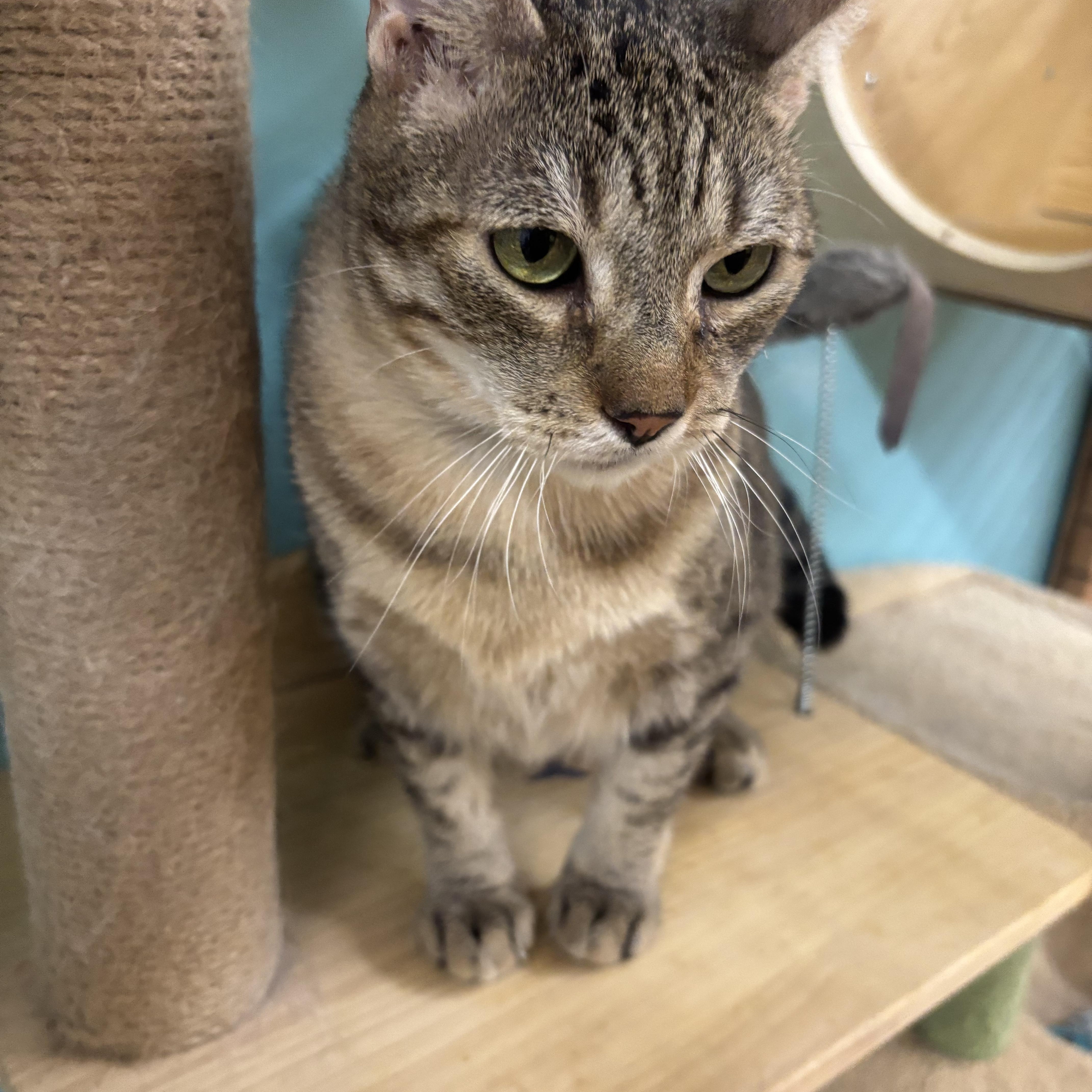 Enlarge Clyde, a Adoptable Domestic Short Hair in Whittier, CA image 2/5