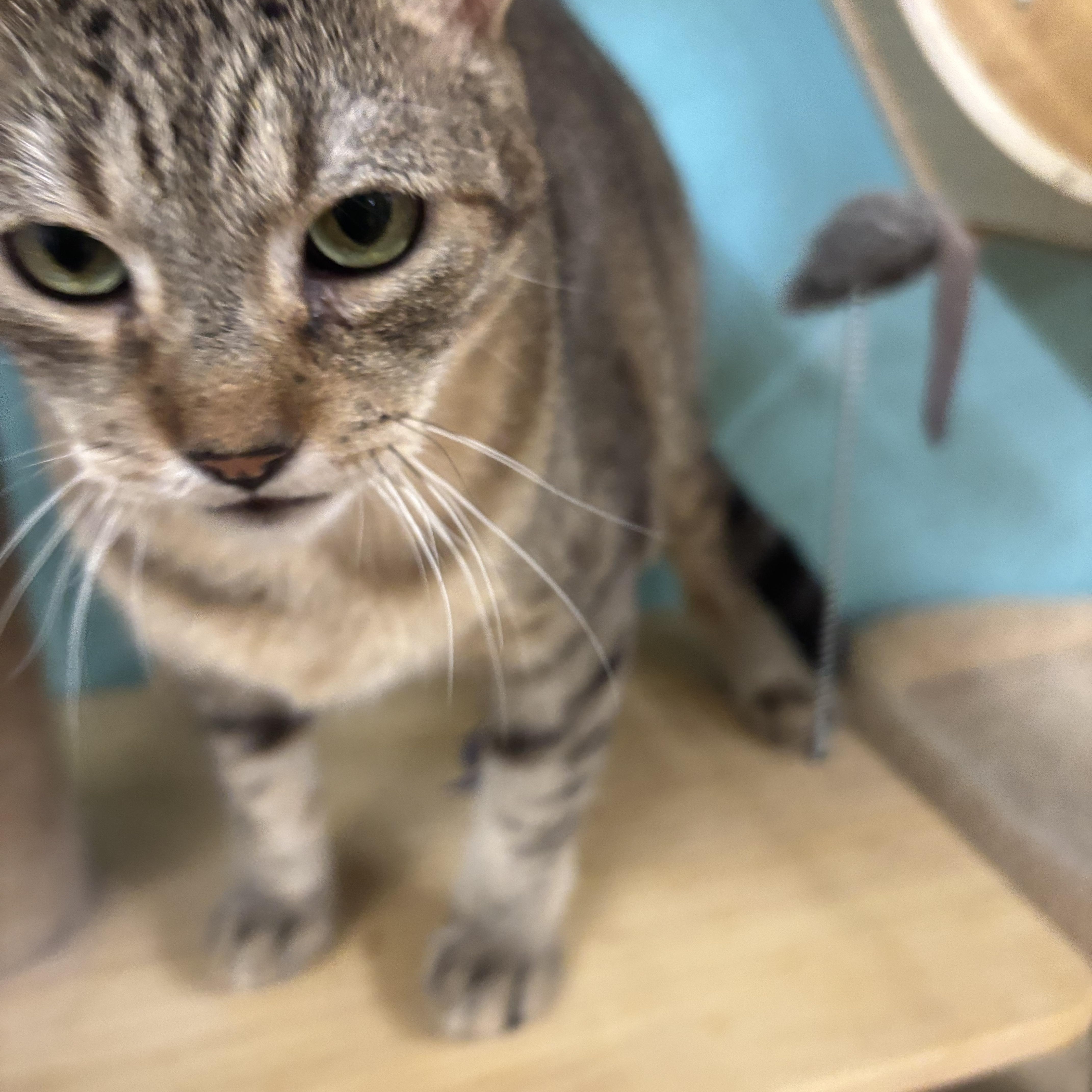 Enlarge Clyde, a Adoptable Domestic Short Hair in Whittier, CA image 3/5