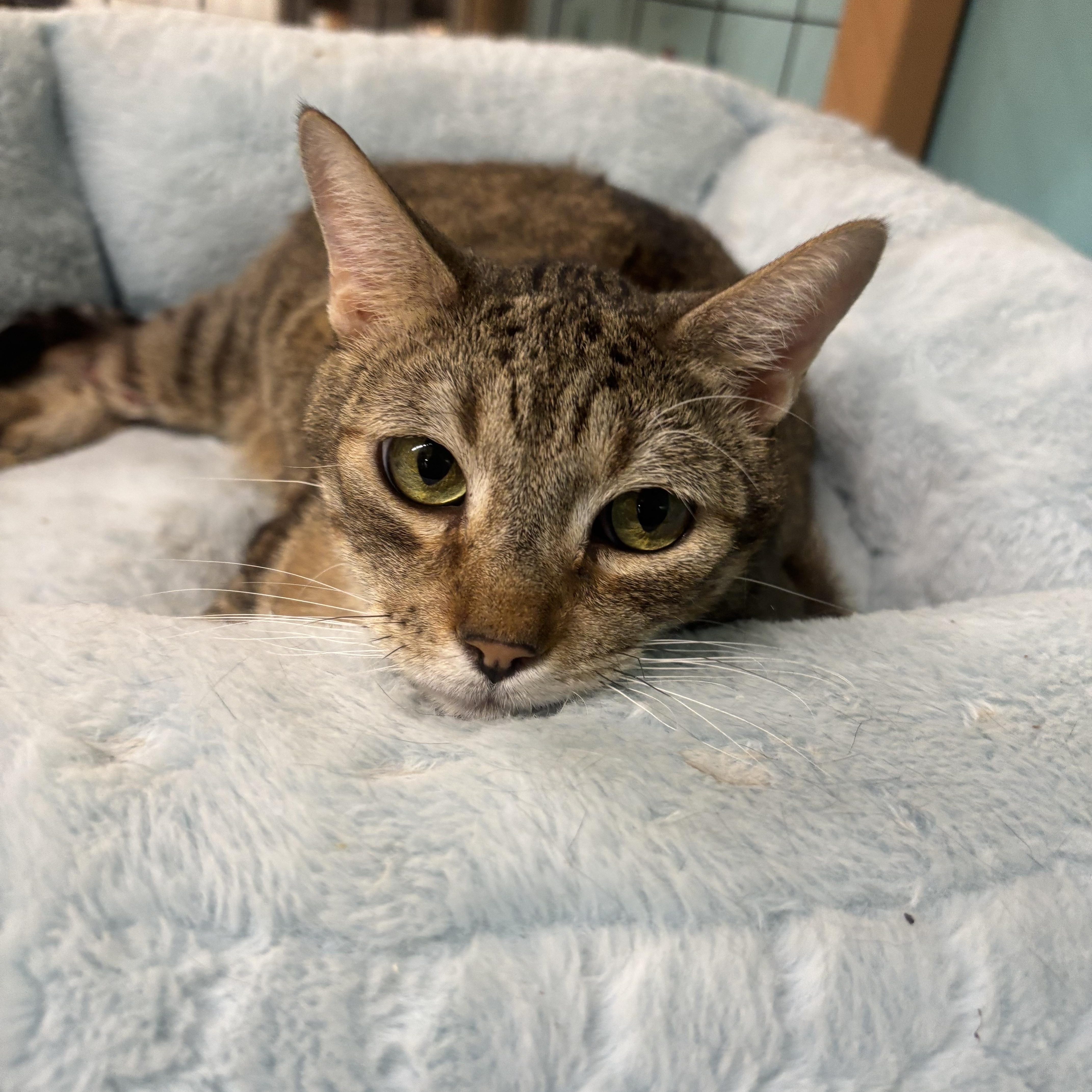 Enlarge Clyde, a Adoptable Domestic Short Hair in Whittier, CA image 1/5