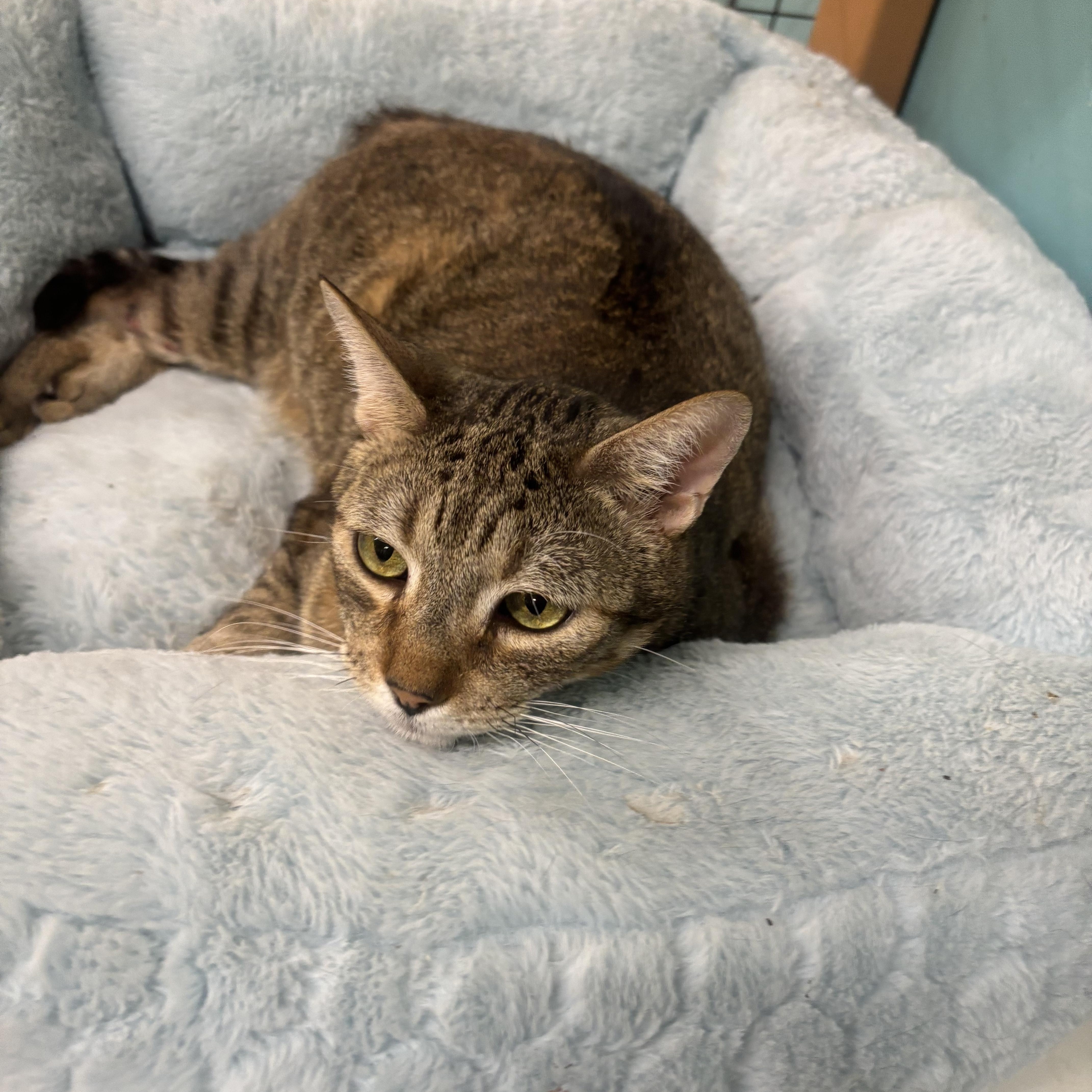 Enlarge Clyde, a Adoptable Domestic Short Hair in Whittier, CA image 5/5