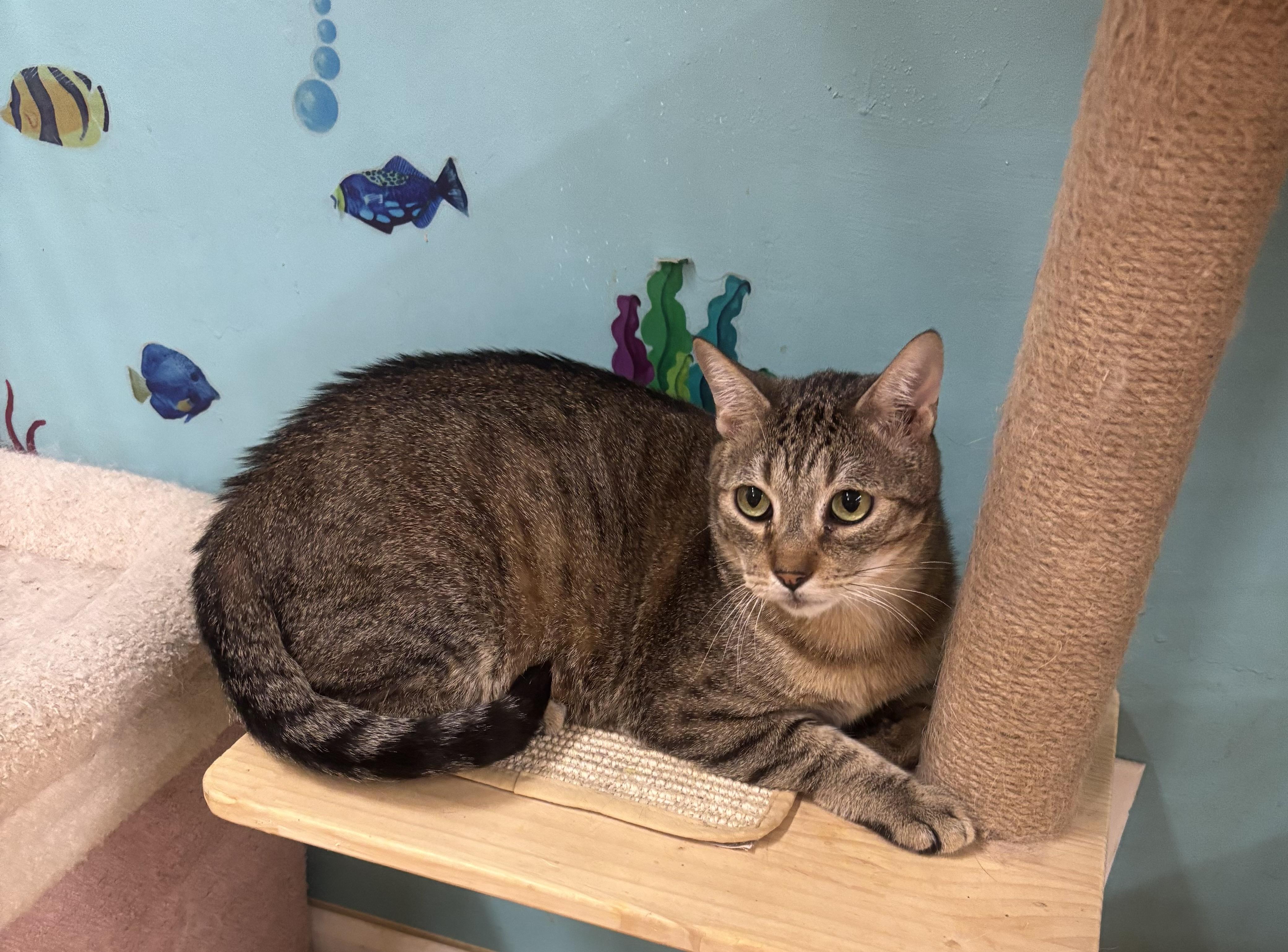 Enlarge Clyde, a Adoptable Domestic Short Hair in Whittier, CA image 4/5
