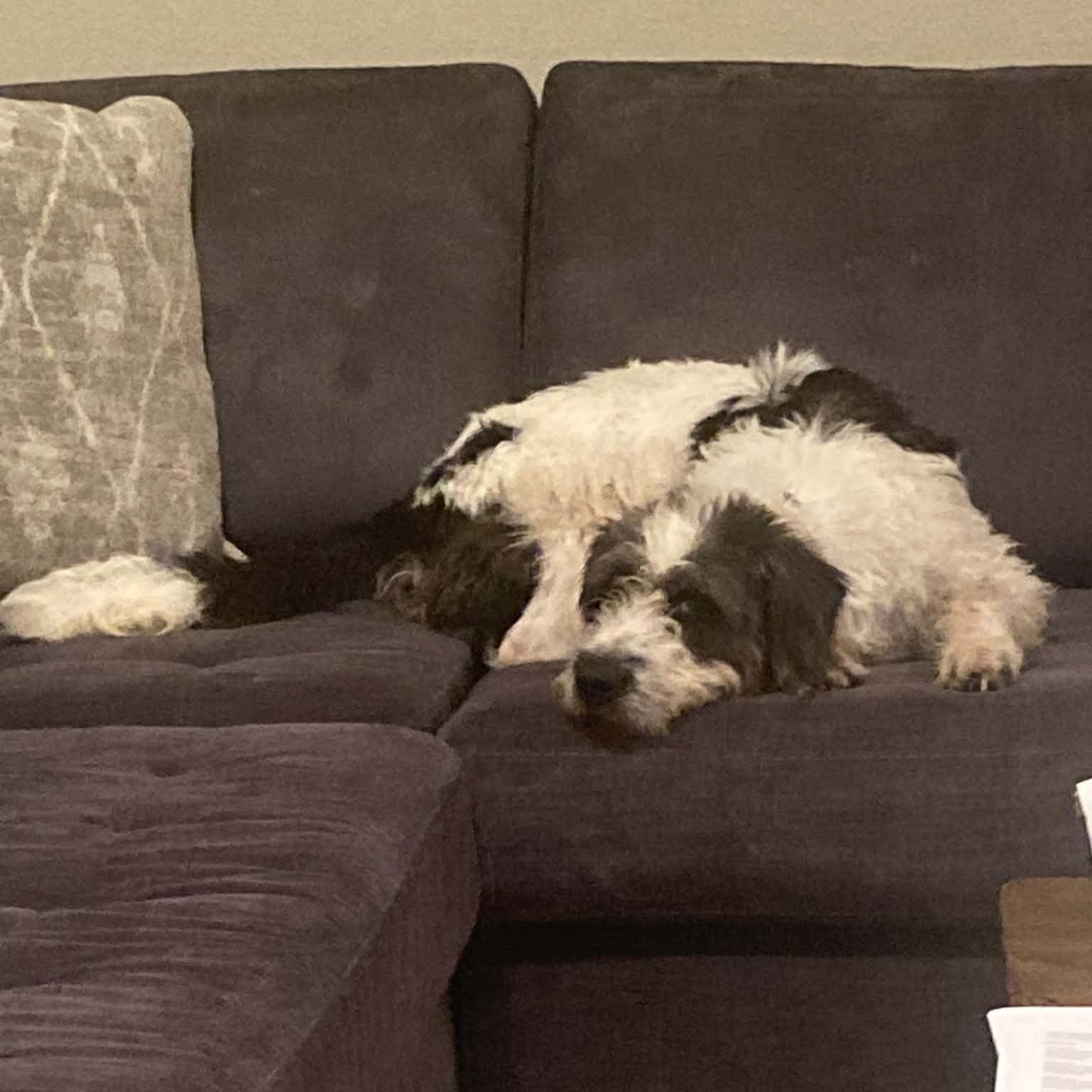 Enlarge Petra, an adopted Sheepadoodle in Hartland, WI image 6/6